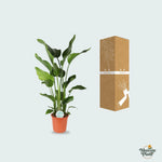 Strelitzia Nicolai kopen