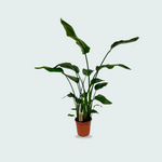 Strelitzia Nicolai kopen