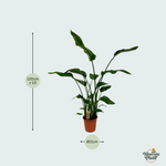 Strelitzia Nicolai kopen