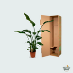 Strelitzia Nicolai kopen
