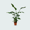 Strelitzia Nicolai