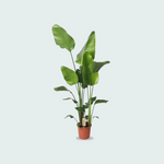 Strelitzia Nicolai kopen