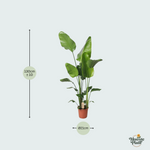 Strelitzia Nicolai kopen