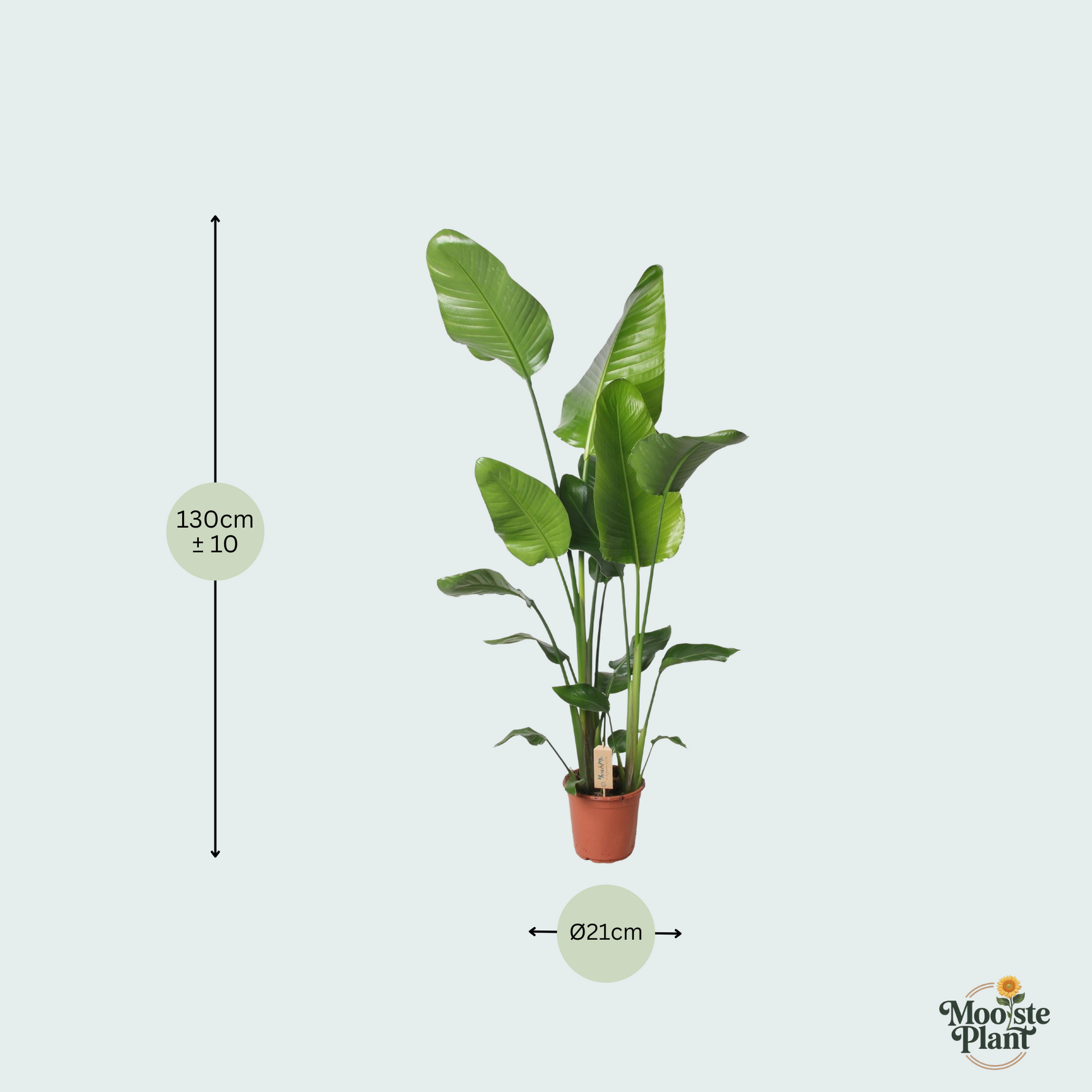 Strelitzia Nicolai kopen