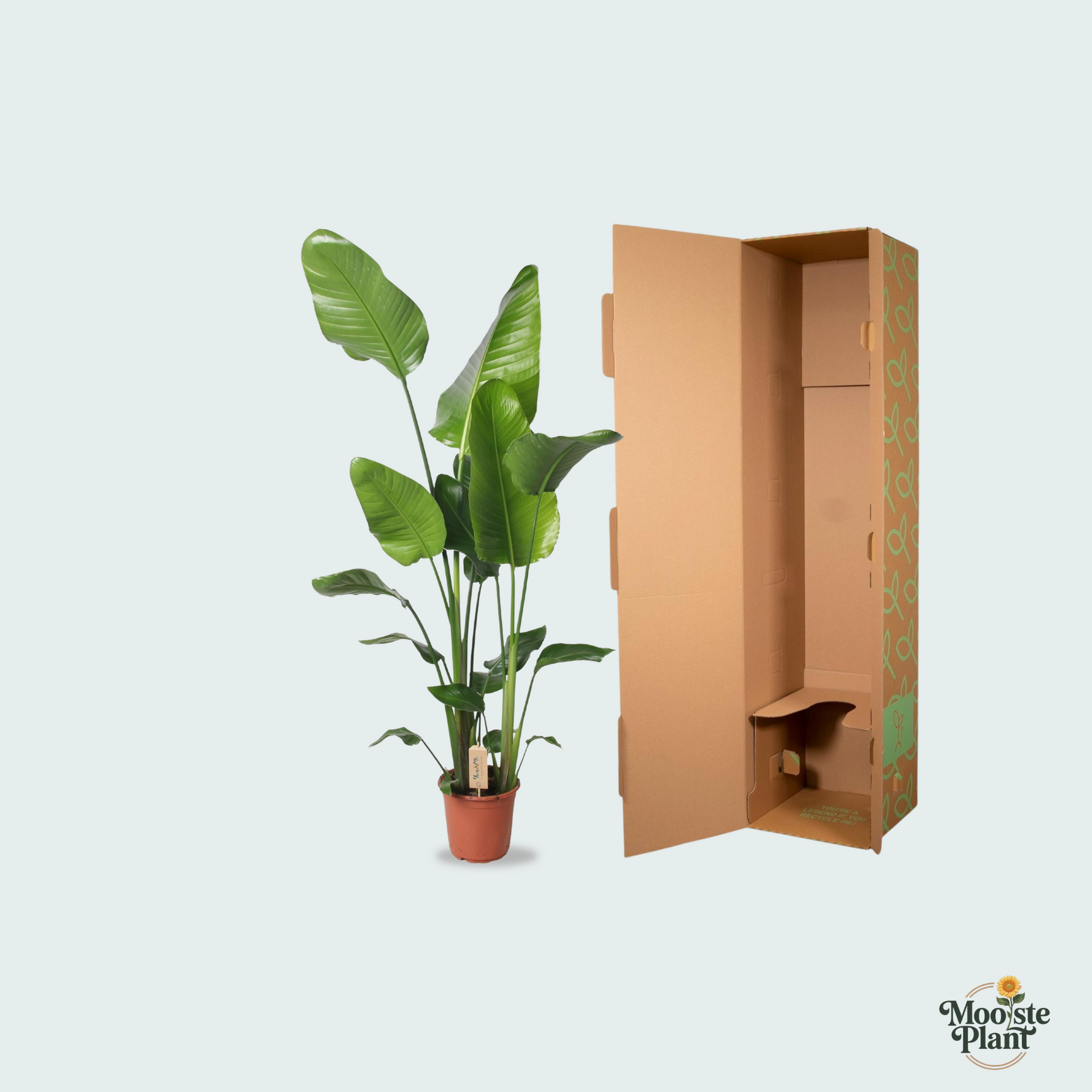Strelitzia Nicolai kopen