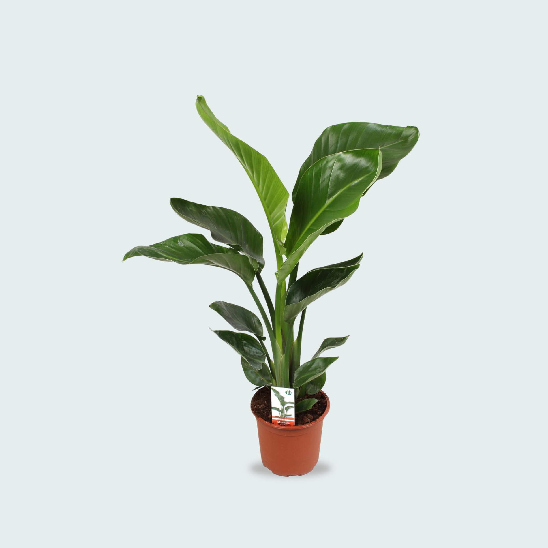 Strelitzia Nicolai kopen