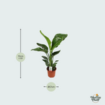 Strelitzia Nicolai
