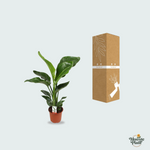 Strelitzia Nicolai kopen