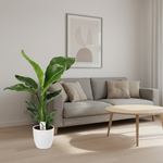 Strelitzia Nicolai