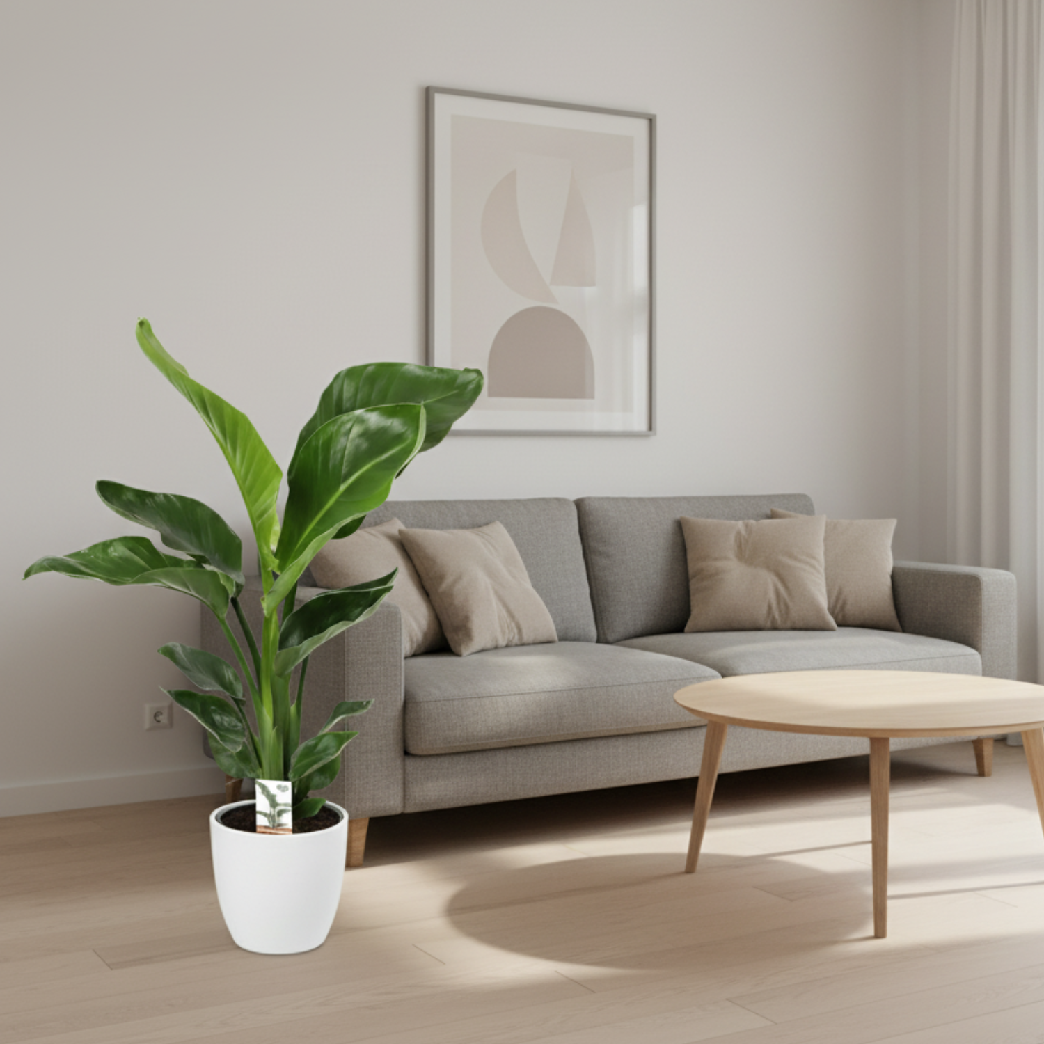 Strelitzia Nicolai