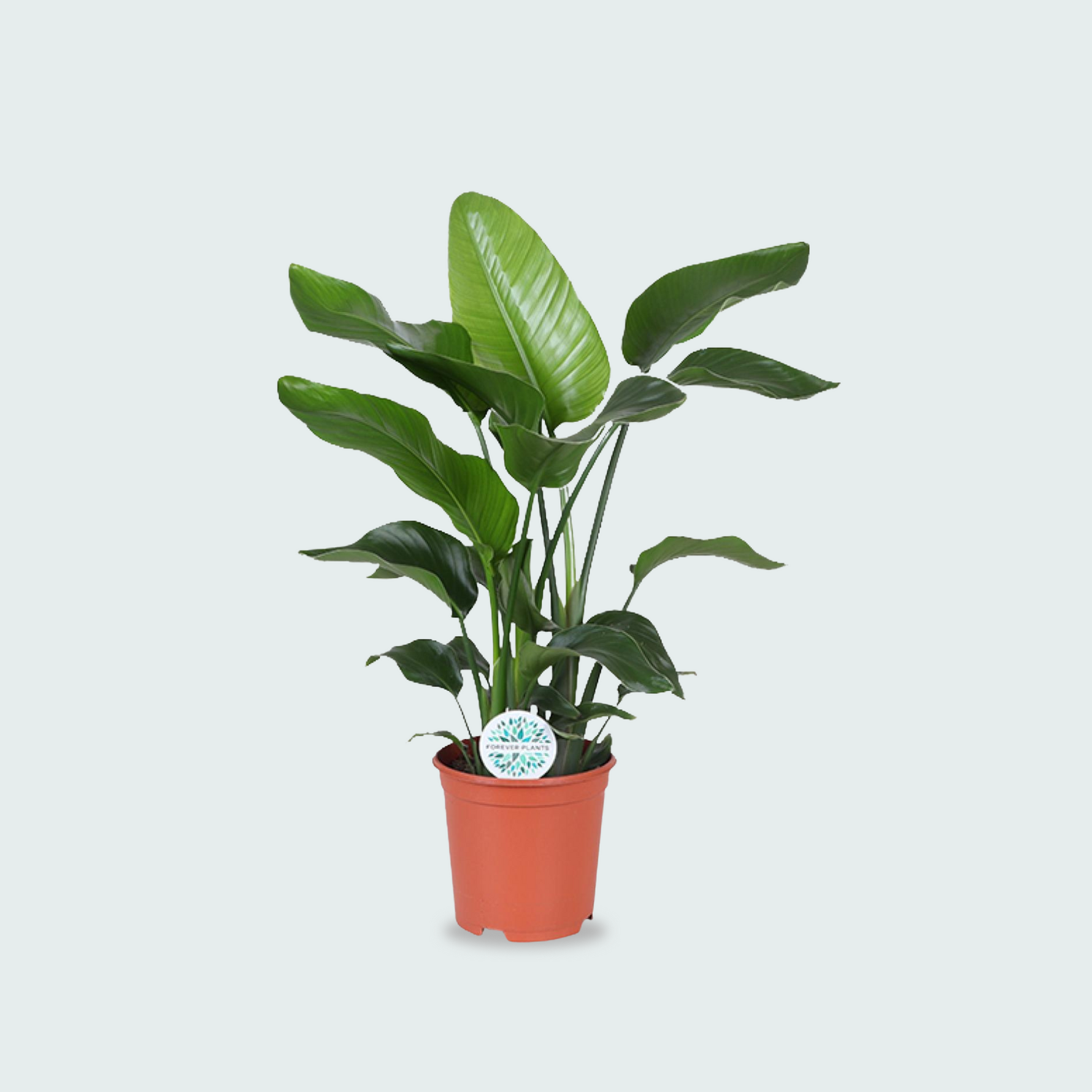 Strelitzia Nicolai kopen