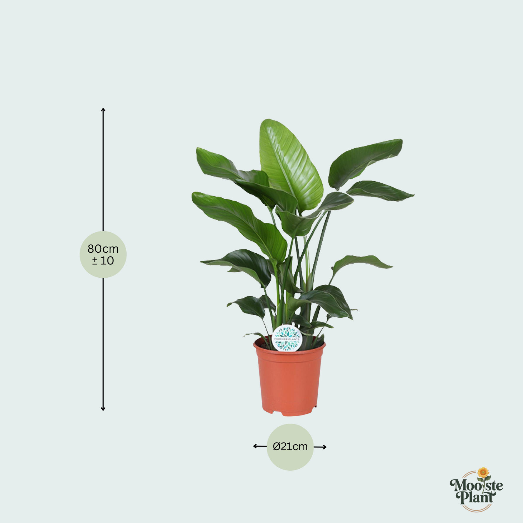 Strelitzia Nicolai kopen
