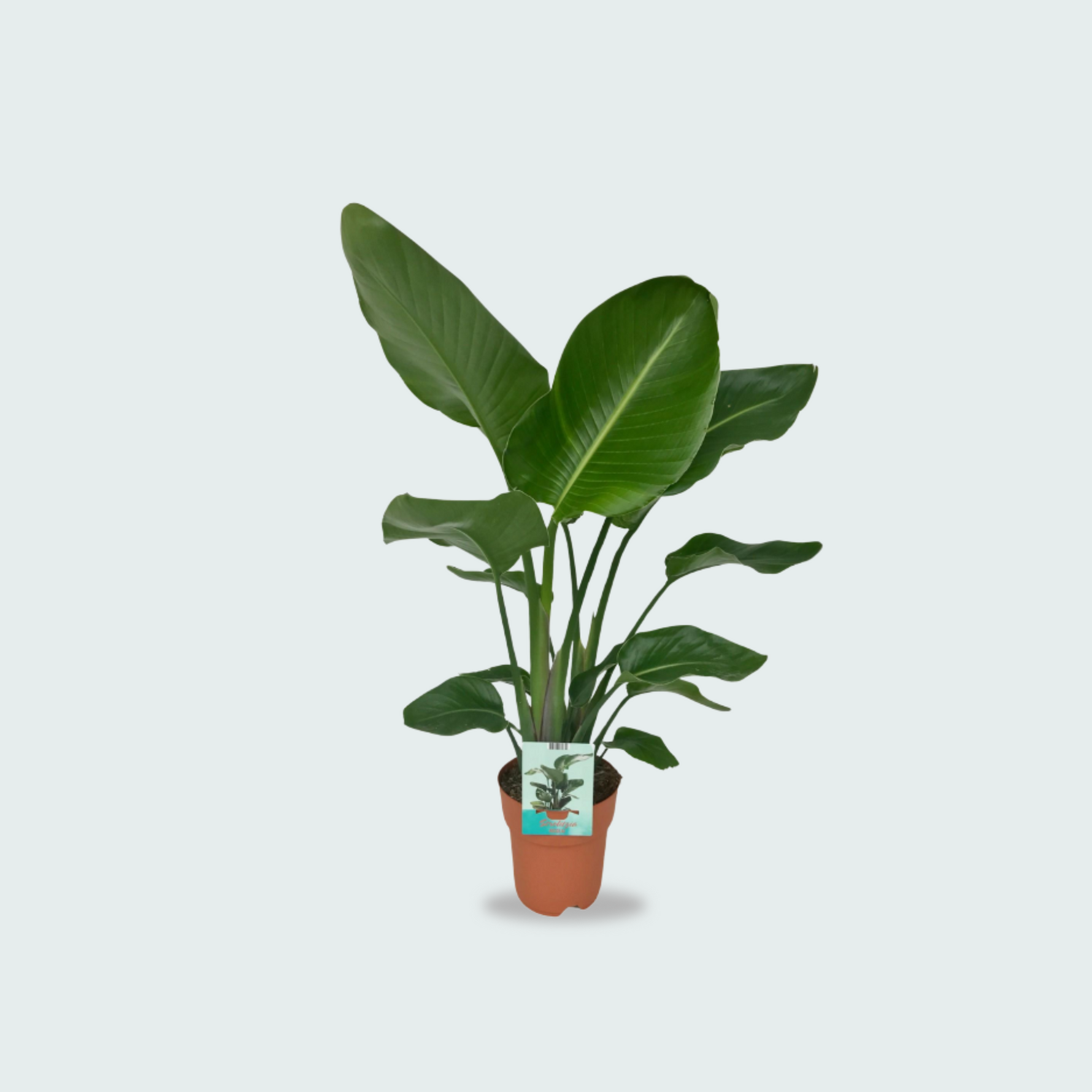 Strelitzia Nicolai kopen