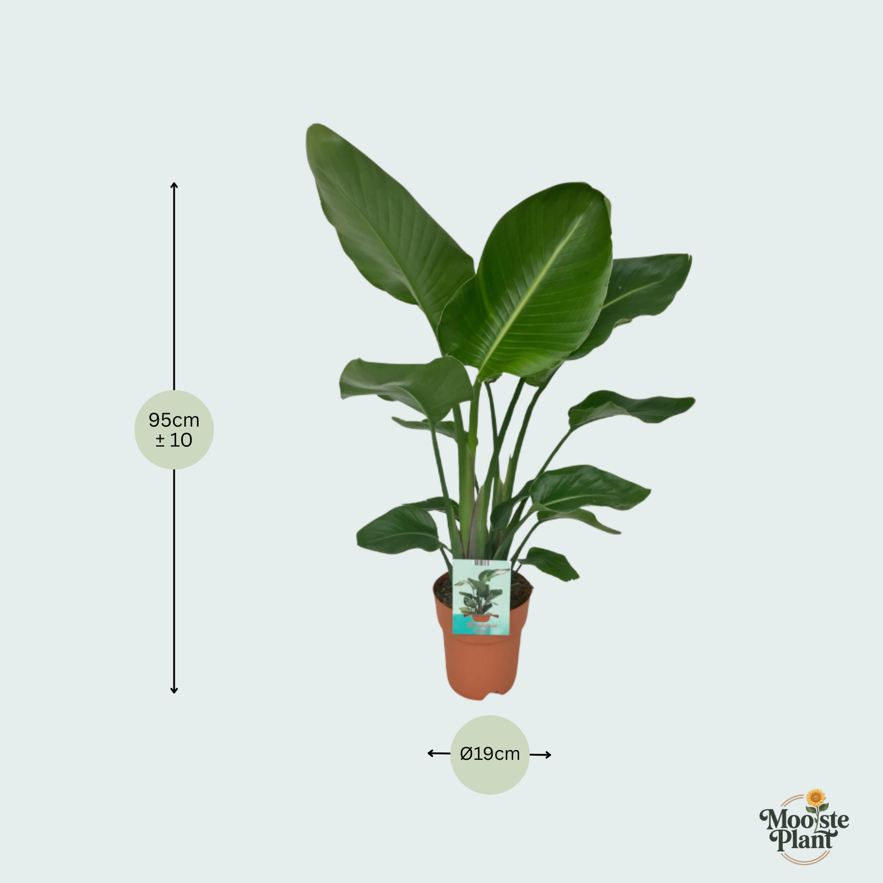 Strelitzia Nicolai kopen
