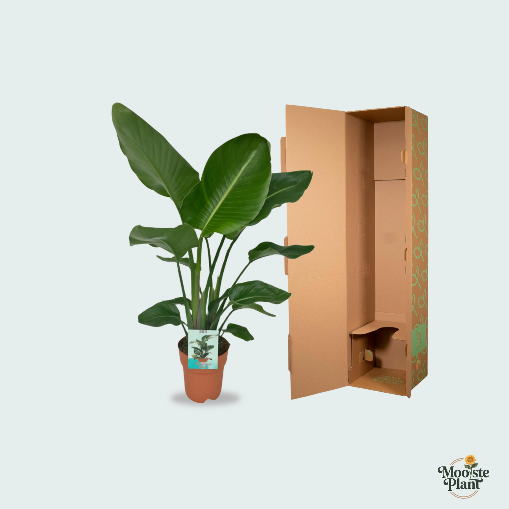 Strelitzia Nicolai kopen