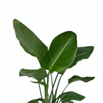 Strelitzia Nicolai