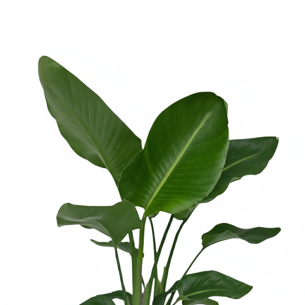 Strelitzia Nicolai