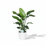 Strelitzia Nicolai 