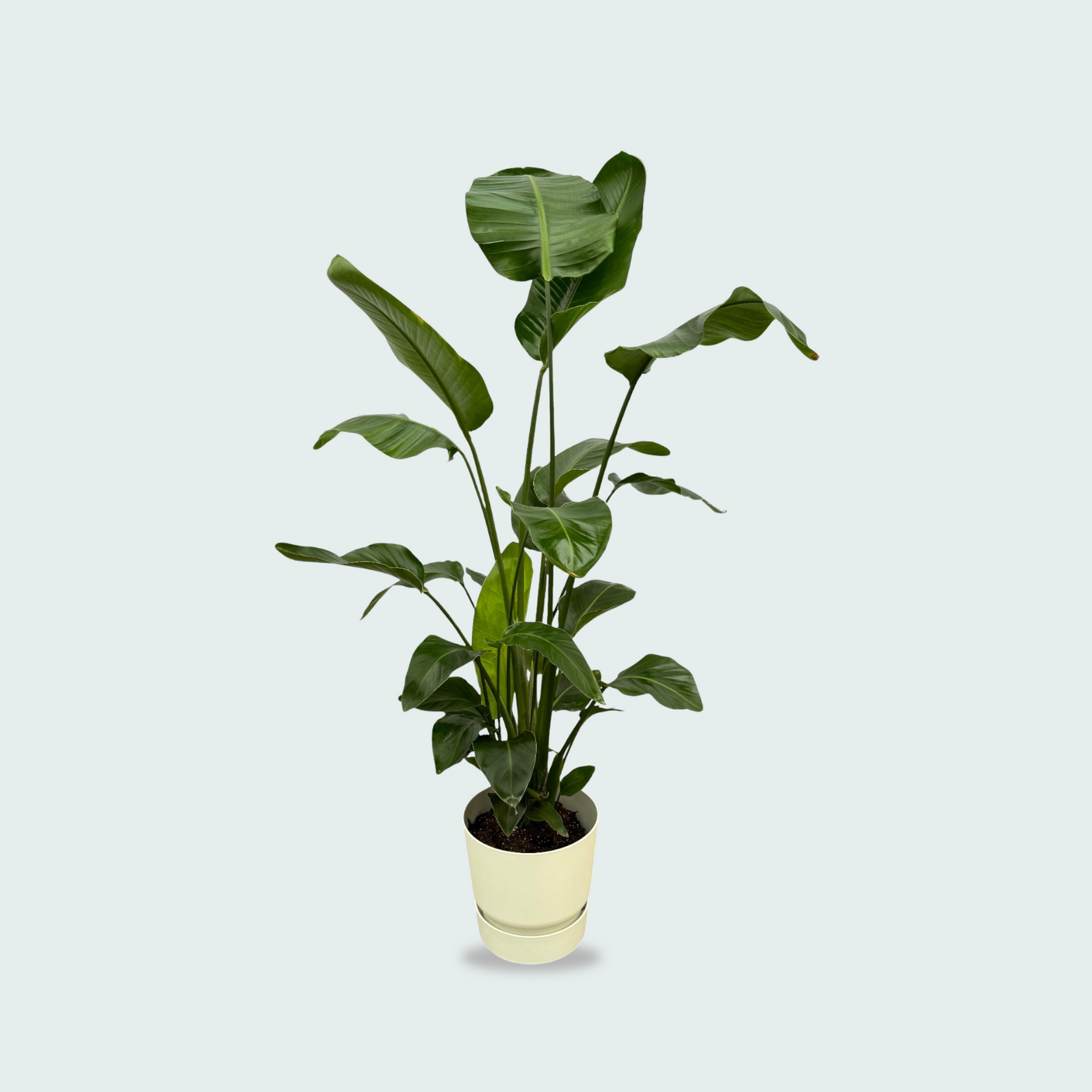 Strelitzia Nicolai kopen