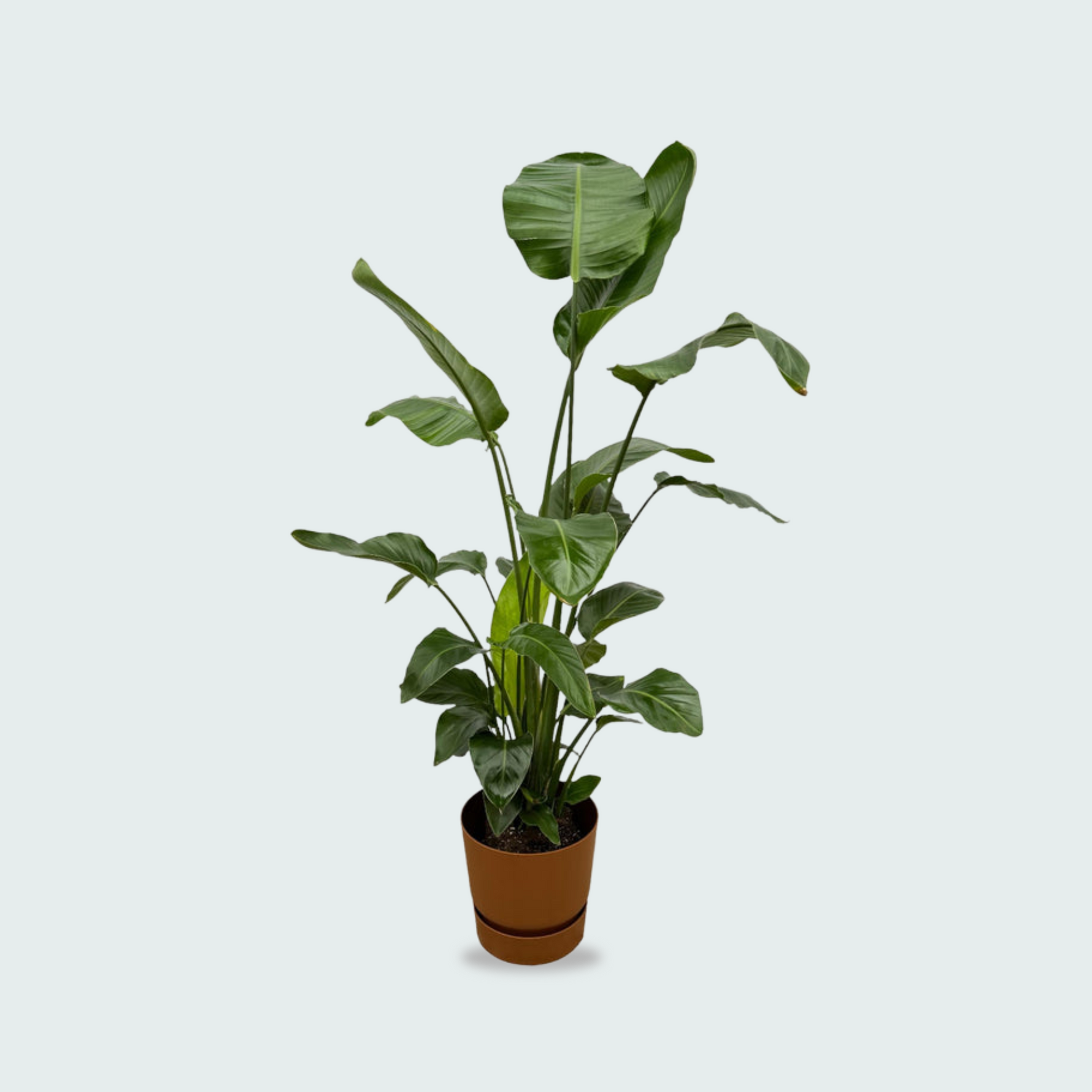Strelitzia Nicolai kopen