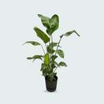 Strelitzia Nicolai kopen