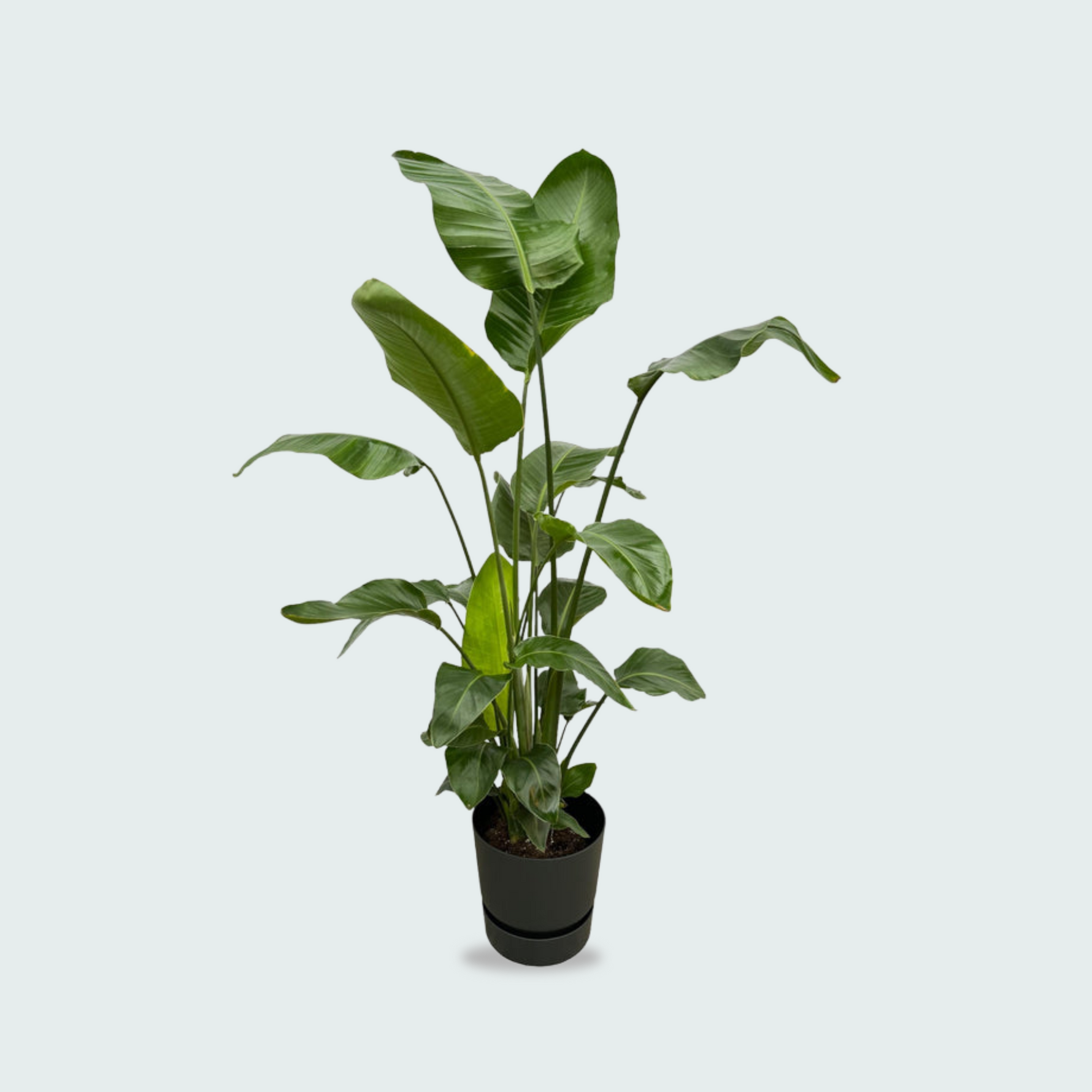 Strelitzia Nicolai kopen
