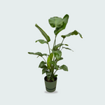 Strelitzia Nicolai kopen