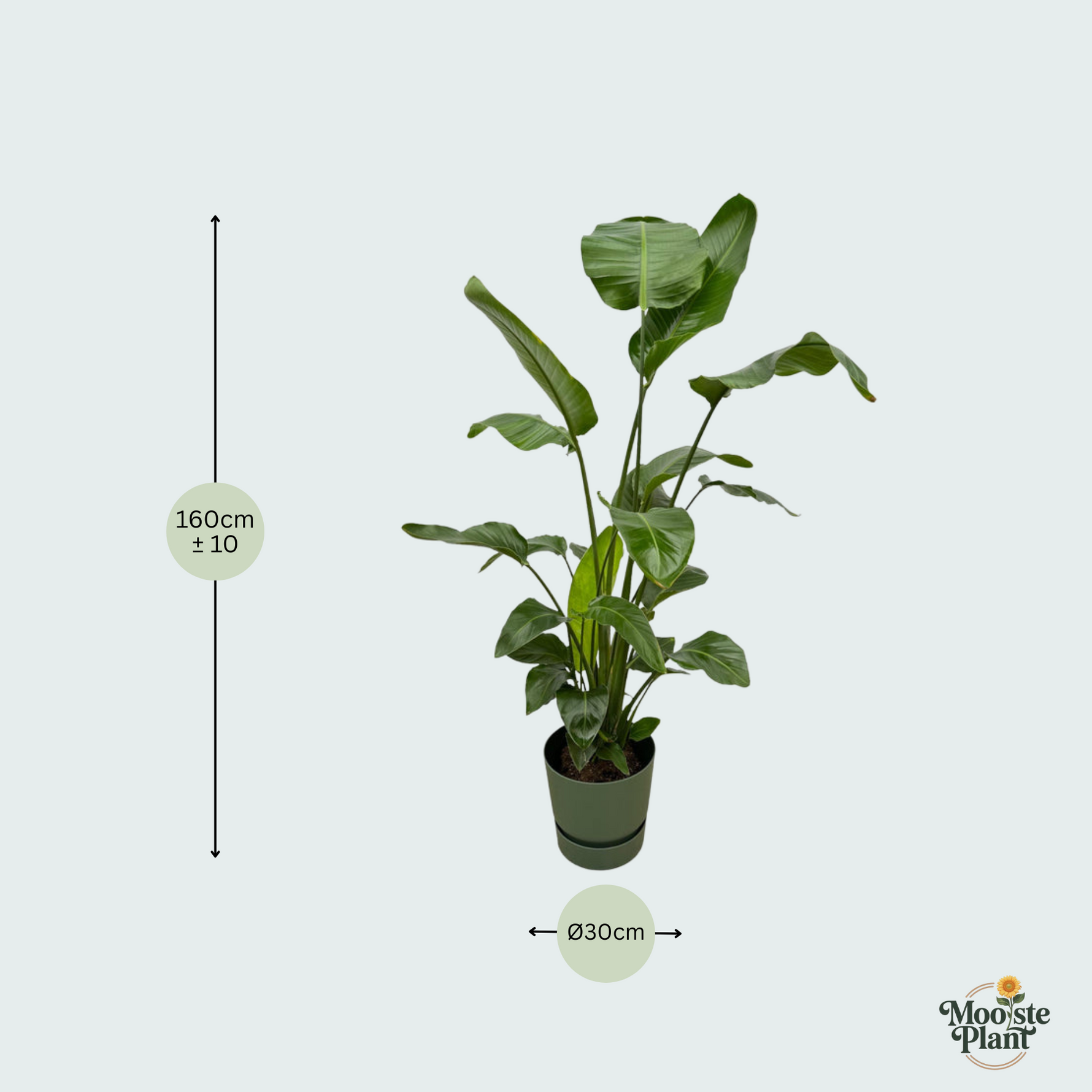Strelitzia Nicolai kopen