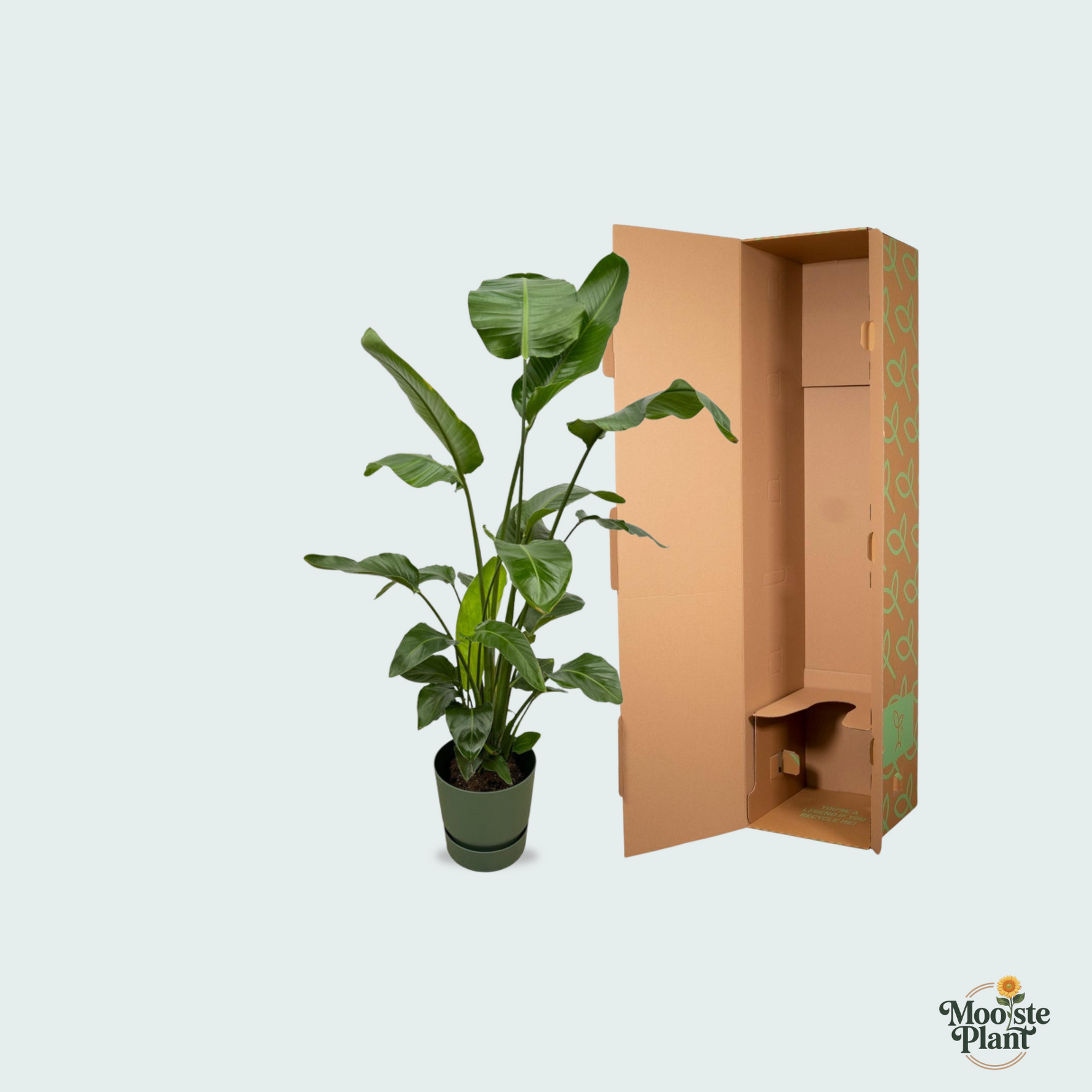 Strelitzia Nicolai kopen