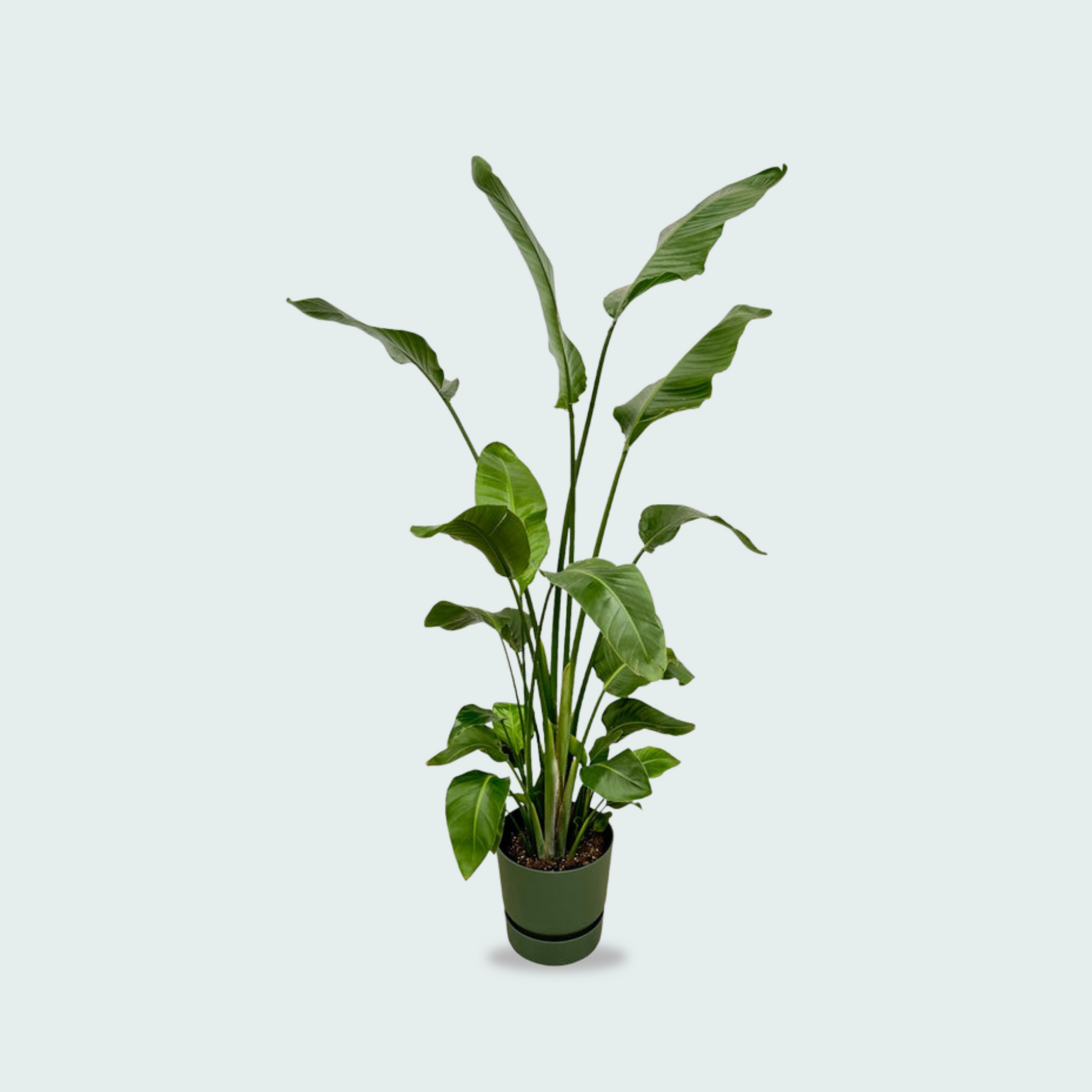 Strelitzia Nicolai kopen