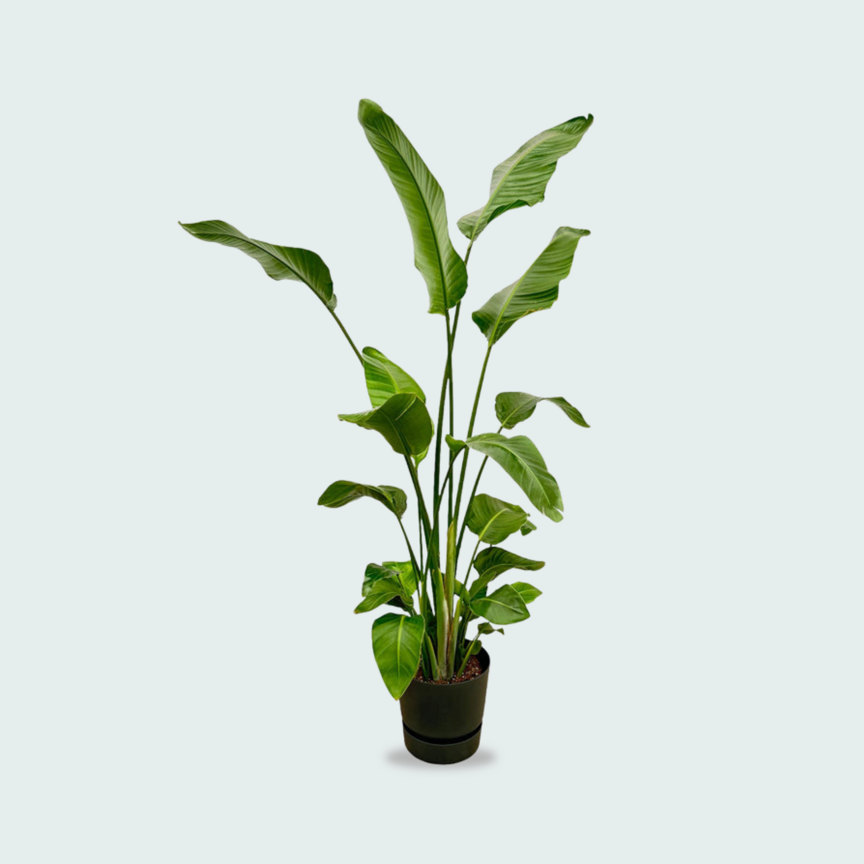 Strelitzia Nicolai kopen