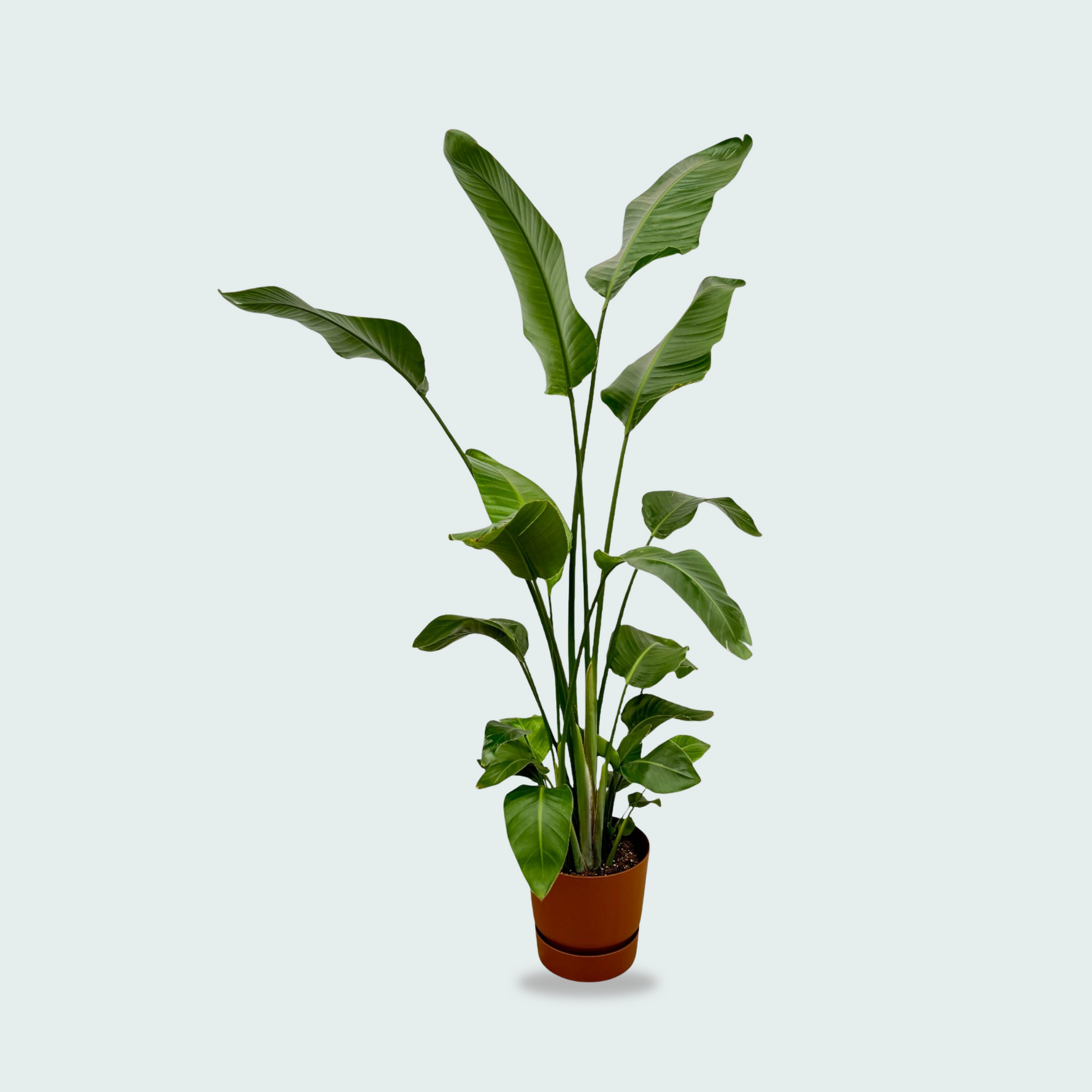 Strelitzia Nicolai kopen