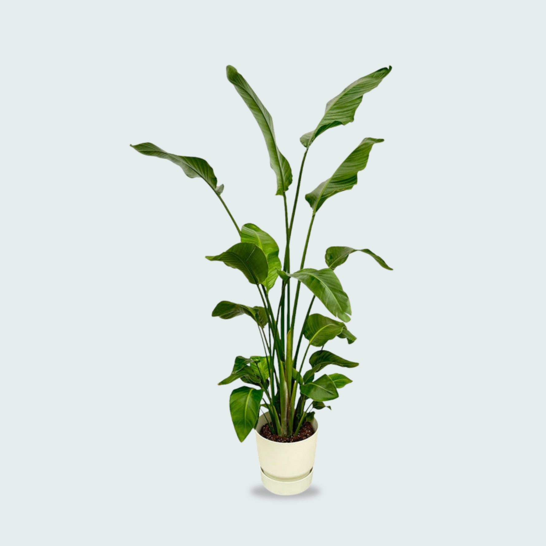 Strelitzia Nicolai kopen