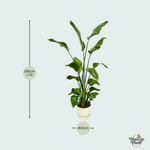 Strelitzia Nicolai kopen