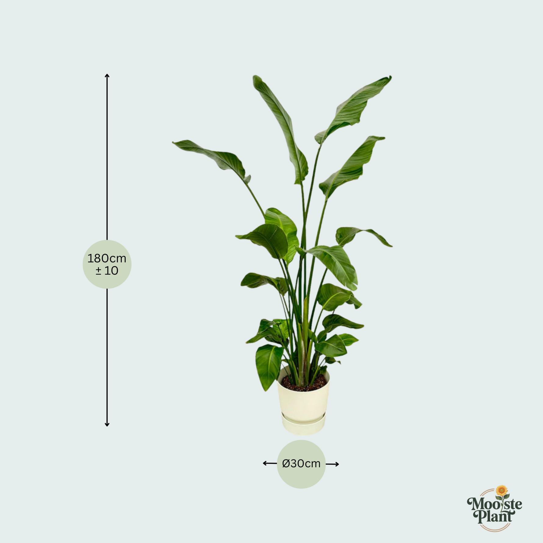 Strelitzia Nicolai kopen
