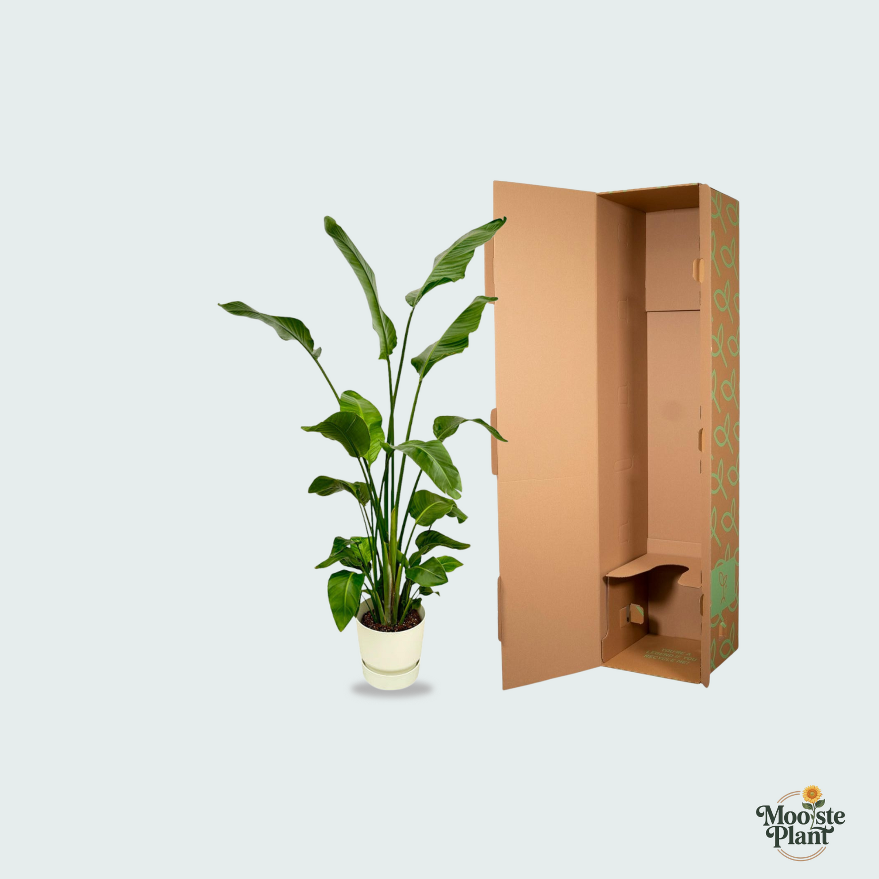 Strelitzia Nicolai kopen