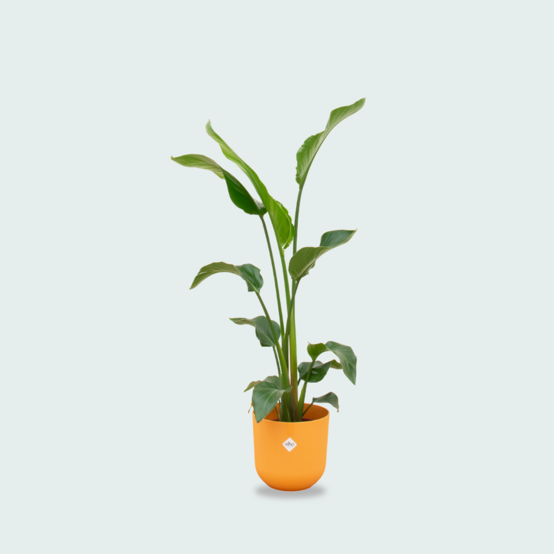 Strelitzia Nicolai kopen