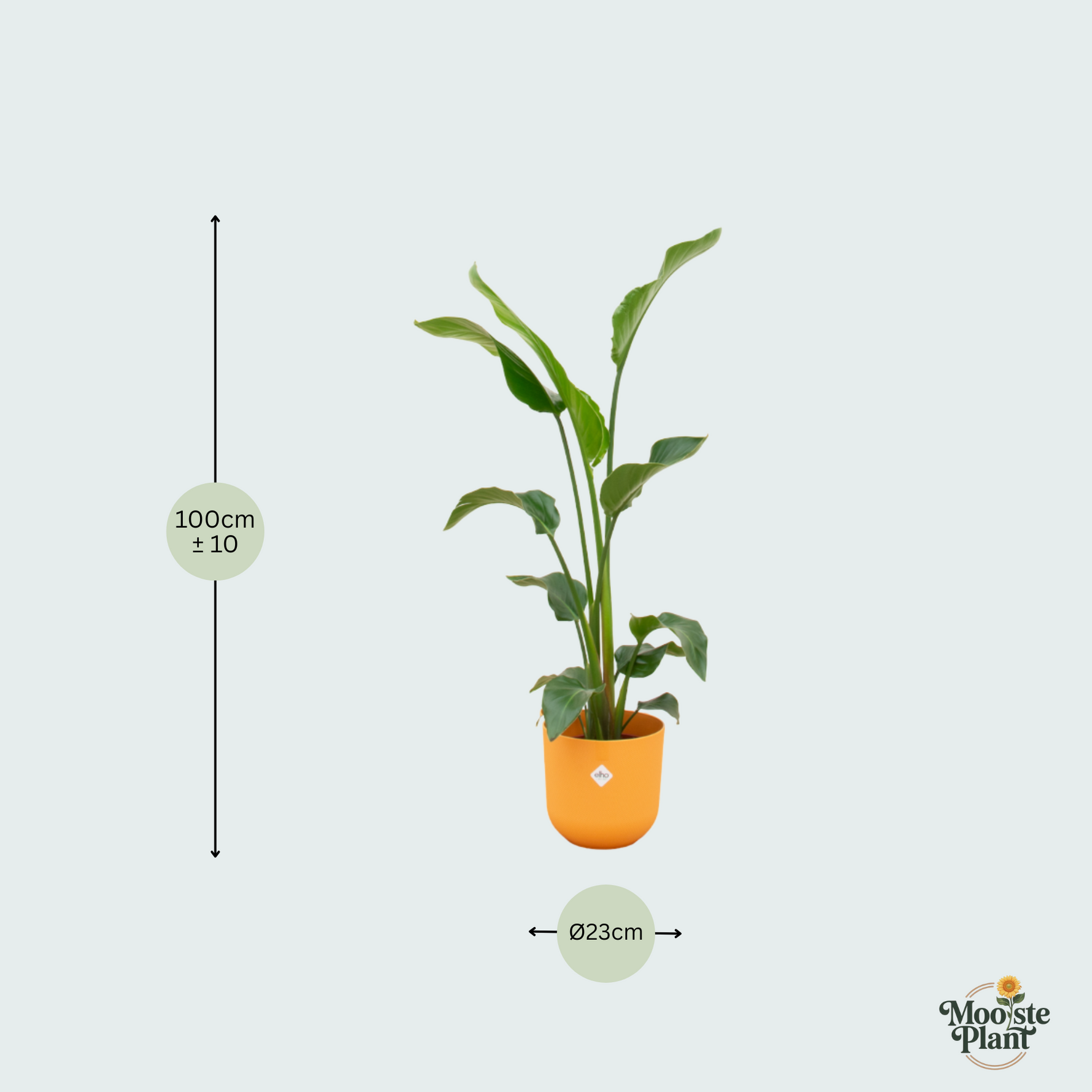 Strelitzia Nicolai kopen