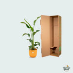 Strelitzia Nicolai kopen