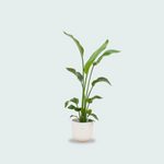 Strelitzia Nicolai kopen