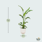 Strelitzia Nicolai kopen