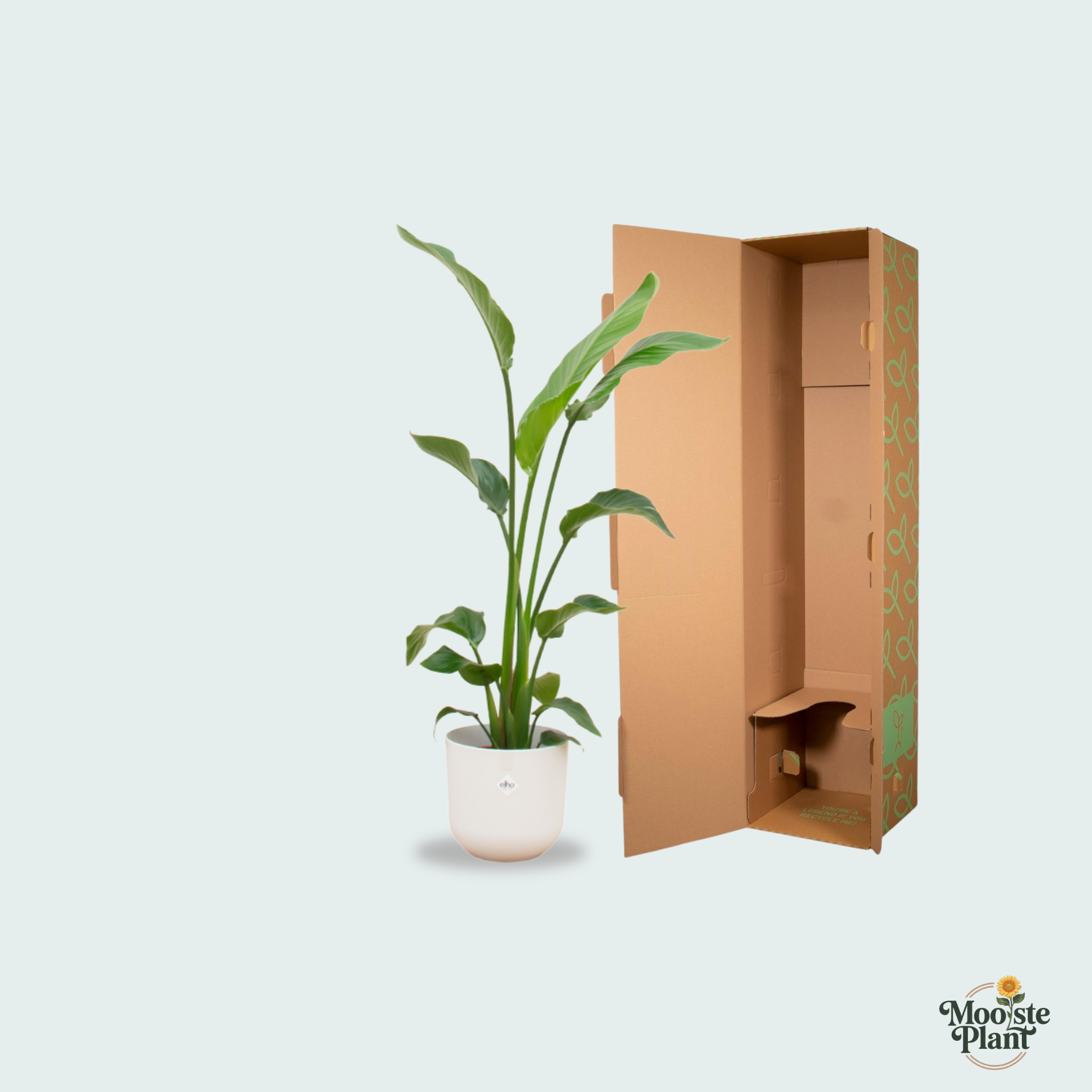 Strelitzia Nicolai kopen