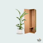 Strelitzia Nicolai kopen
