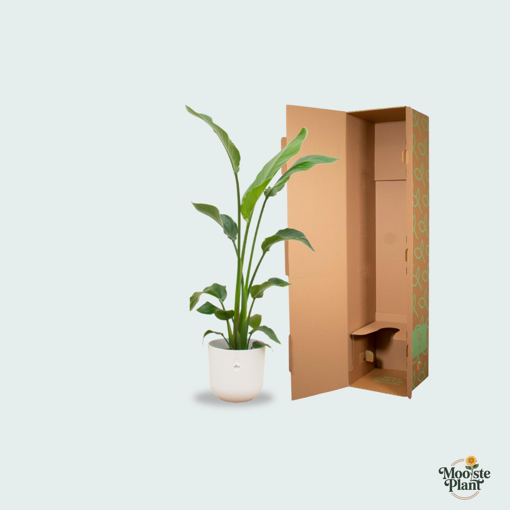 Strelitzia Nicolai kopen