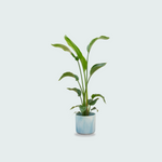 Strelitzia Nicolai kopen