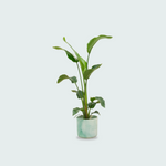 Strelitzia Nicolai kopen