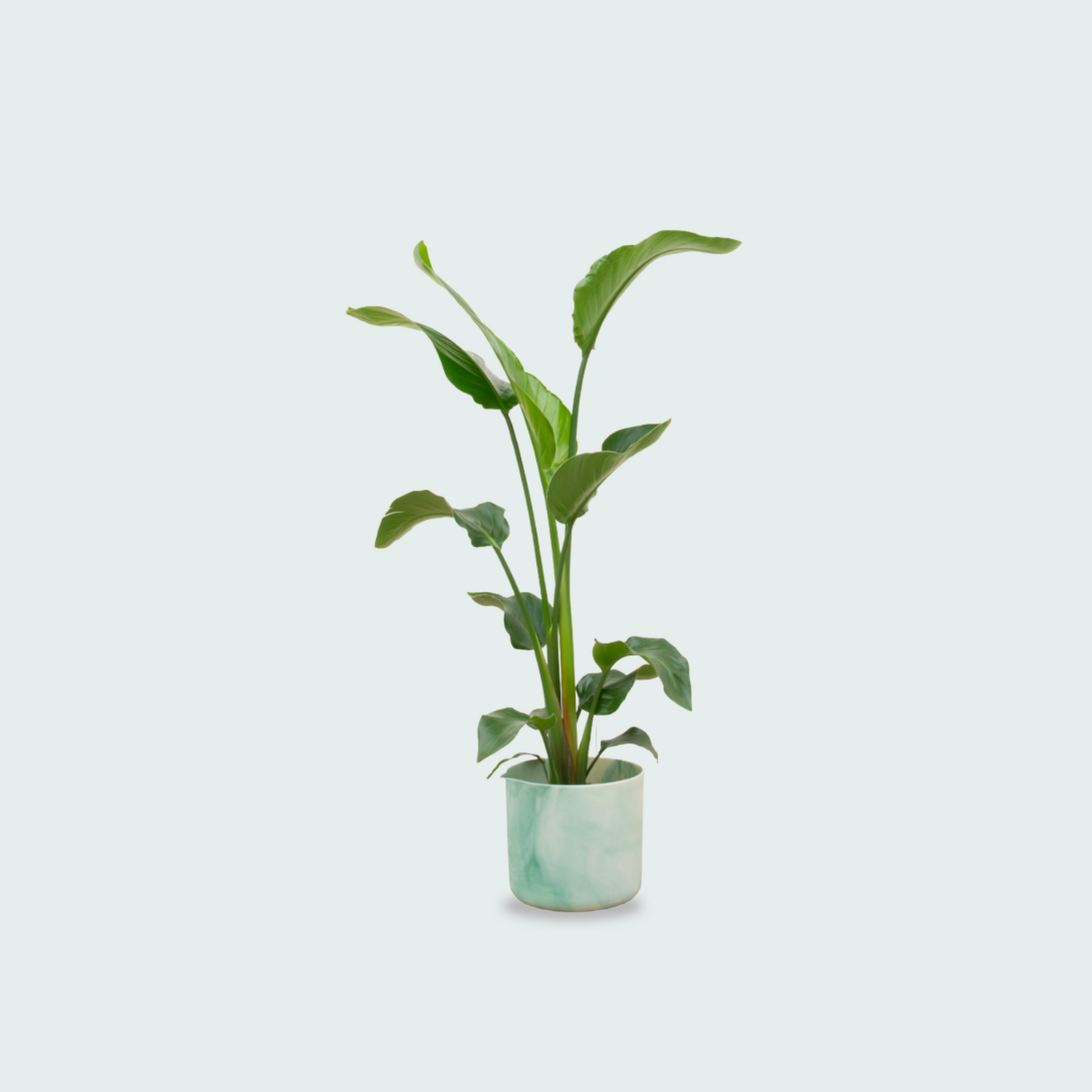 Strelitzia Nicolai kopen