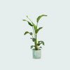 Strelitzia Nicolai