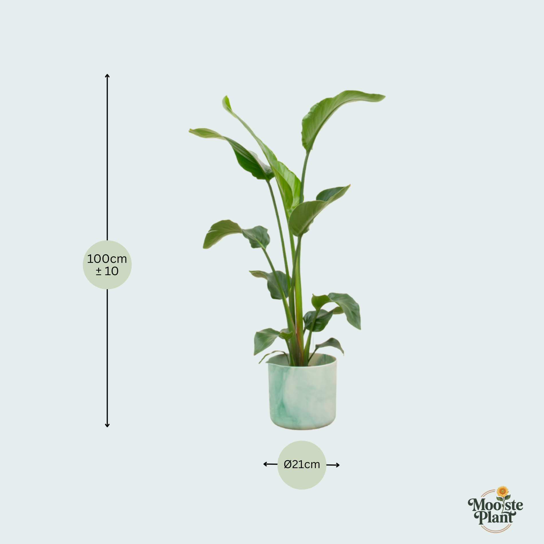 Strelitzia Nicolai kopen