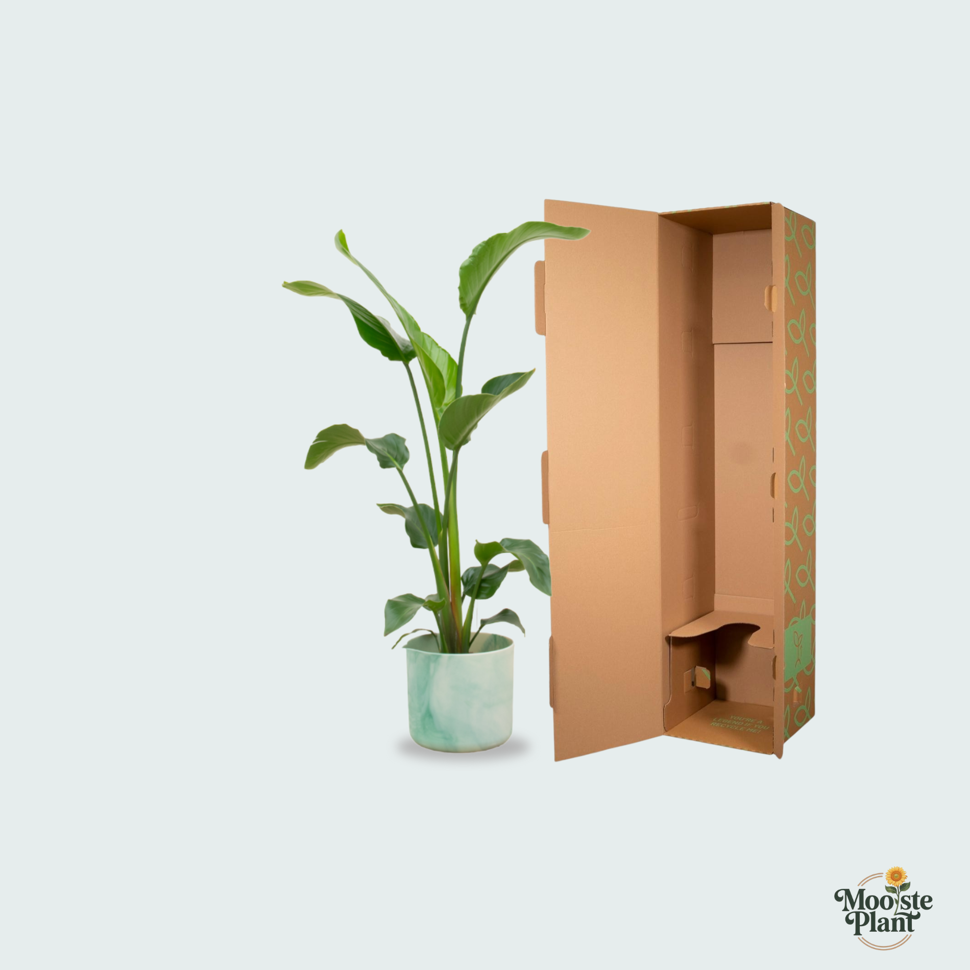 Strelitzia Nicolai kopen